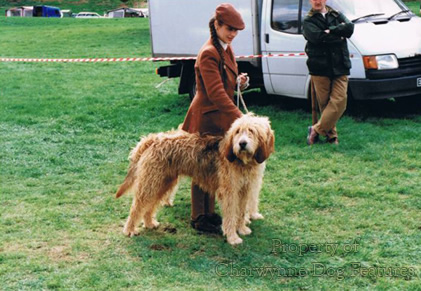 Otterhound size hot sale